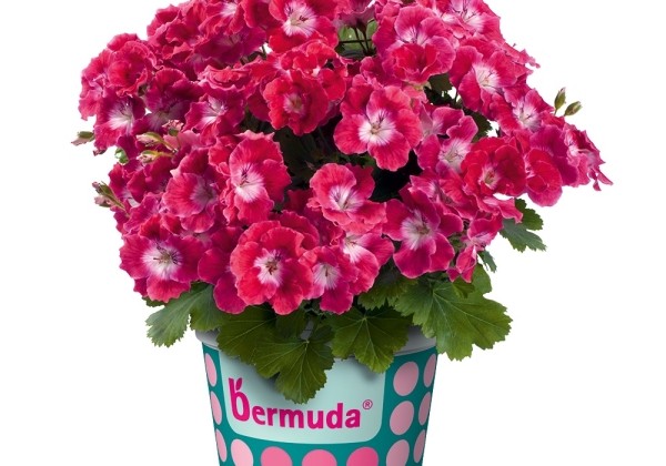 Pelargonium grandiflorum Bermuda Cherry (12cm)