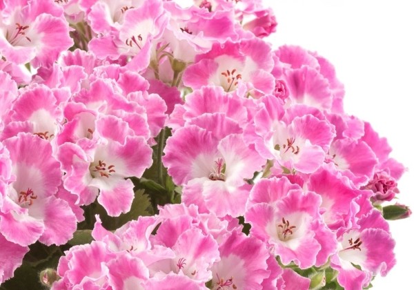 Pelargonium grandiflorum Bermuda Rose