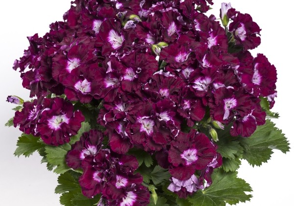 Pelargonium grandiflorum Bermuda Merlot (12cm)