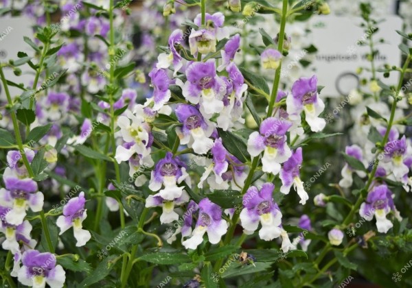 Angelonia gardneri Angelos Blue & White (12 cm)