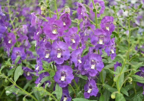Angelonia gardneri Angelos Blue (12 cm)