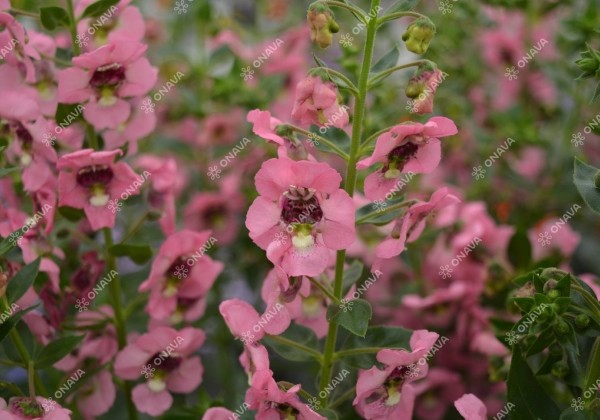 Angelonia gardneri Angelos Pink (12 cm)