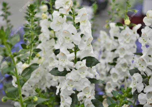Angelonia gardneri Angelos White (12 cm)