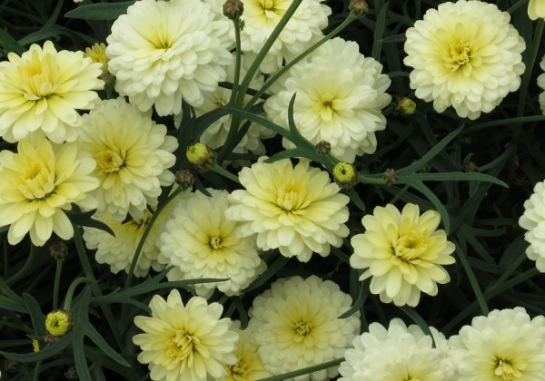 Argyranthemum frutescens Day-Zee Double Vanilla (12 cm)