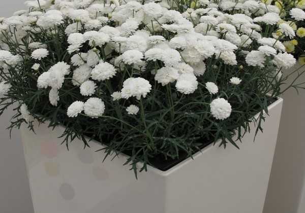 Argyranthemum frutescens Day-Zee Double White (12 cm)