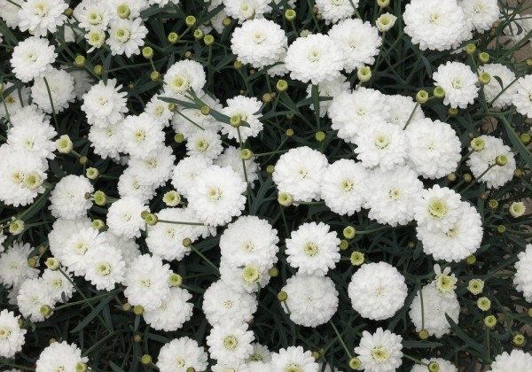 Argyranthemum frutescens Day-Zee Double White (12 cm)
