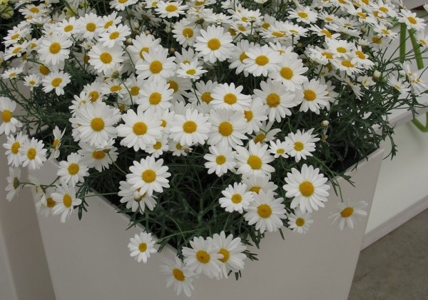 Argyranthemum frutescens Day-Zee White (12 cm)