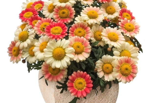 Argyranthemum frutescens Day-Zee Cream Pink (12 cm)