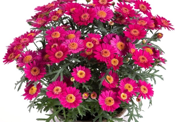 Argyranthemum frutescens Day-Zee Wine Red (12 cm)