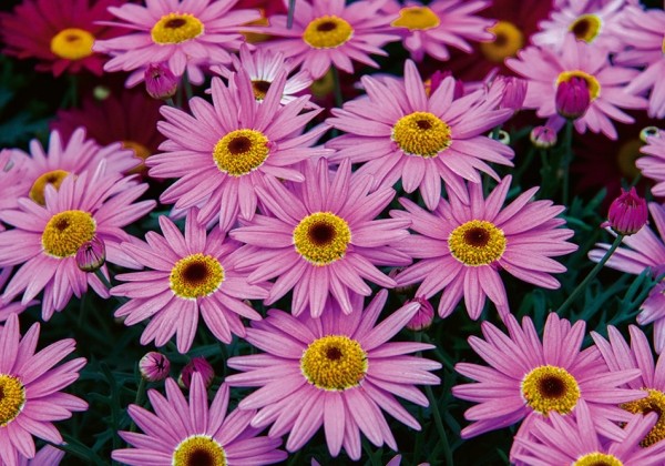 Argyranthemum frutescens Day-Zee Pink (12 cm)
