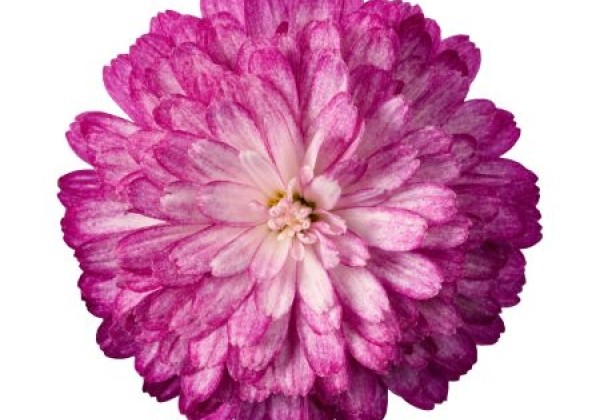 Argyranthemum frutescens Day-Zee Double Pink White (12 cm)