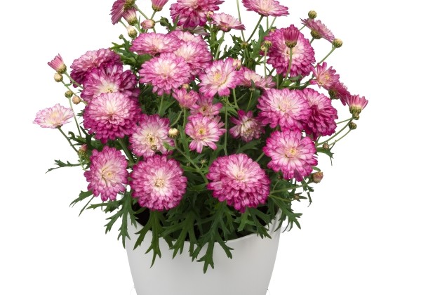 Argyranthemum frutescens Day-Zee Double Pink White (12 cm)
