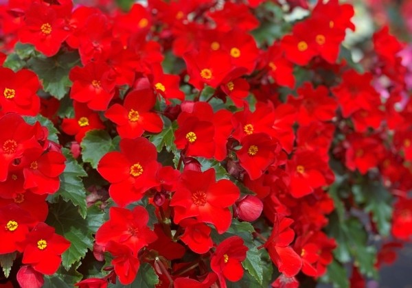 Begonia Macarouge
