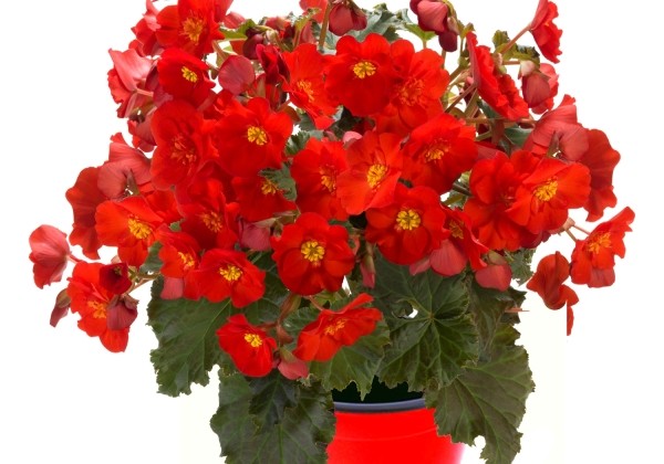 Begonia Macarouge