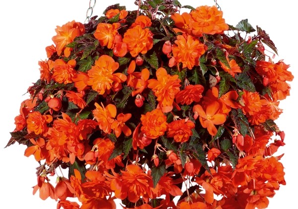 Begonia Sunbrero Basket Double Orange