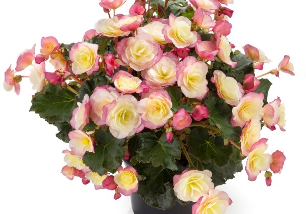 Begonia Sunbrero Basket Bicolor