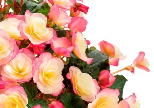 Begonia Sunbrero Basket Bicolor