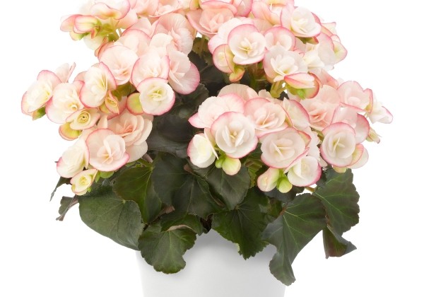 Begonia Sunbrero Light Pink