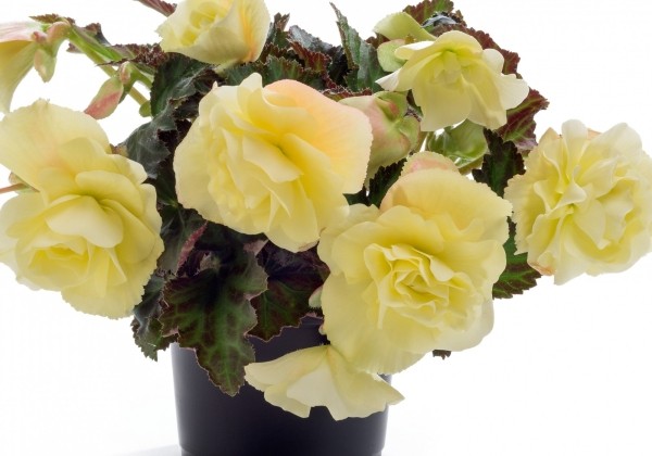 Begonia Fragrant Falls Lemon