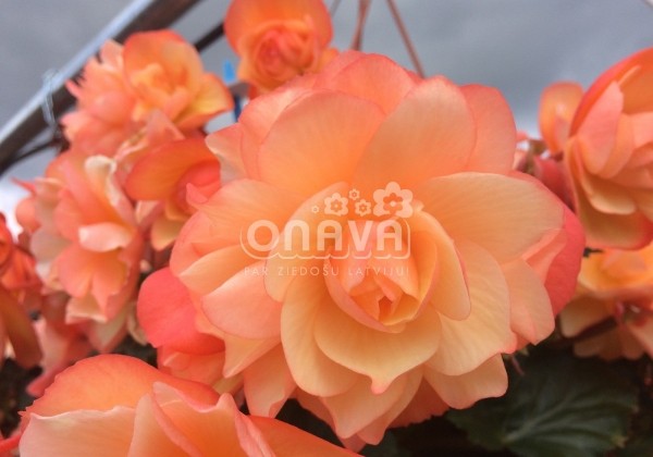 Begonia Fragrant Falls Peach