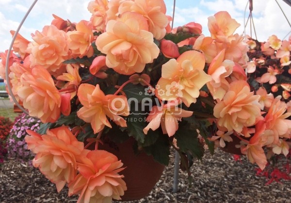 Begonia Fragrant Falls Peach