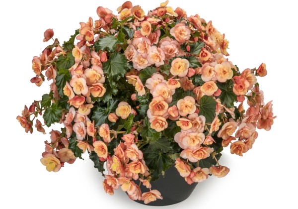Begonia Sunbrero Peach
