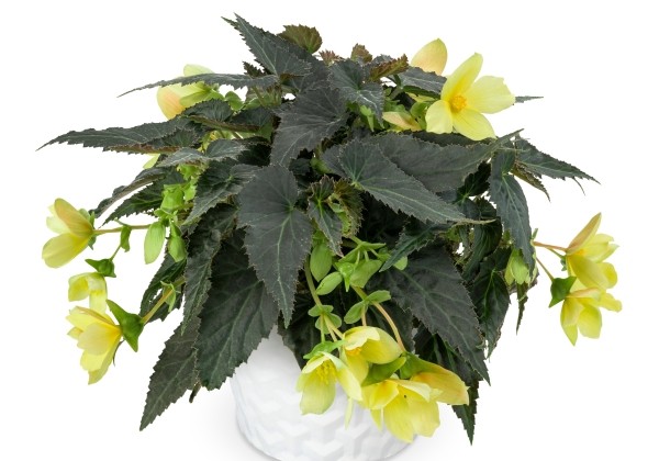 Begonia Sunbrero Basket Yellow