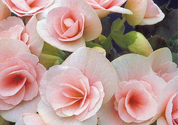 Begonia Sunbrero Louise