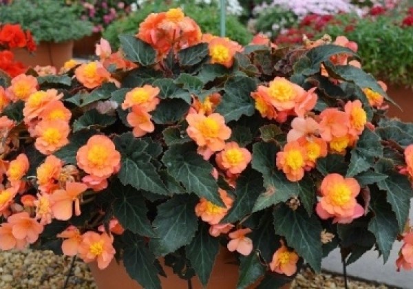 Begonia Sunbrero Peardrop