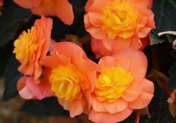 Begonia Sunbrero Peardrop