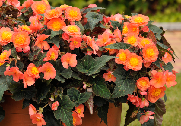 Begonia Sunbrero Peardrop