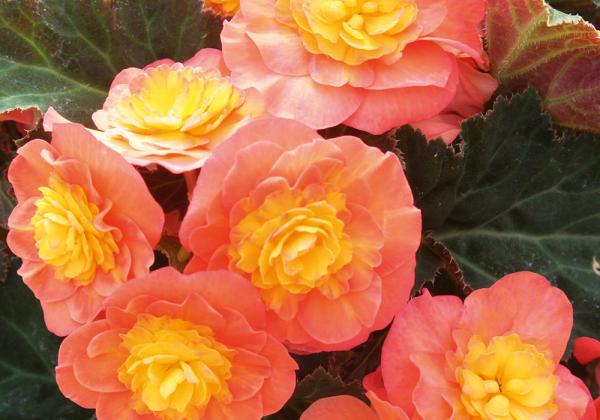 Begonia Sunbrero Peardrop