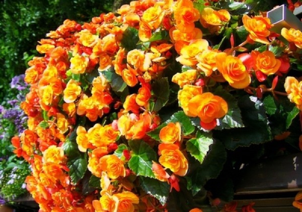 Begonia Sunbrero Catrin