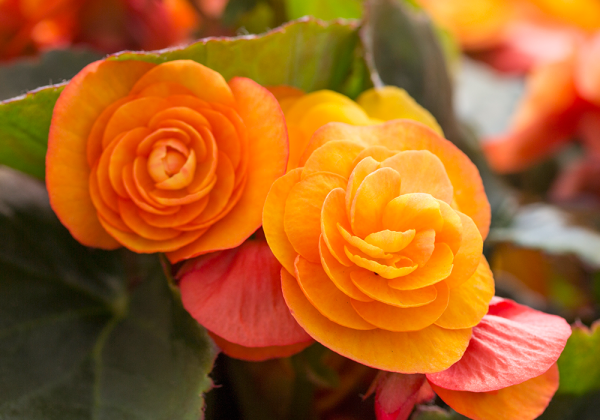 Begonia Sunbrero Catrin