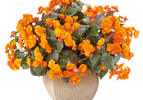 Begonia Sunbrero Catrin