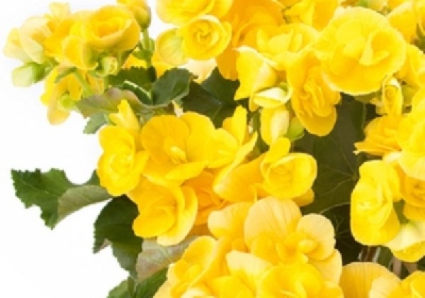 Begonia Sunbrero Yellow