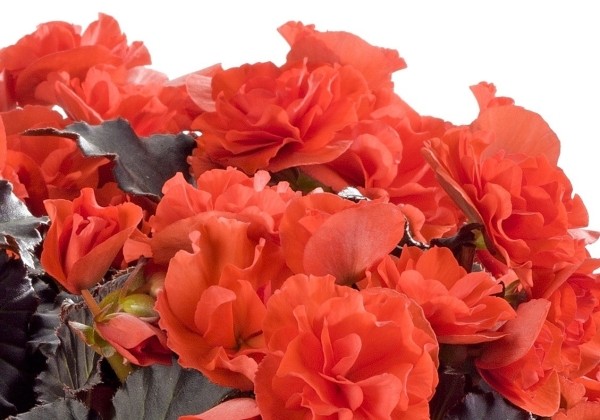 Begonia Sunbrero Dark Orange