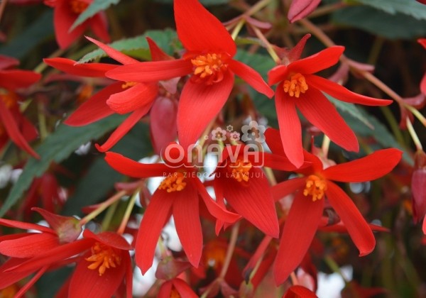 Begonia Sunbrero Basket Scarlet