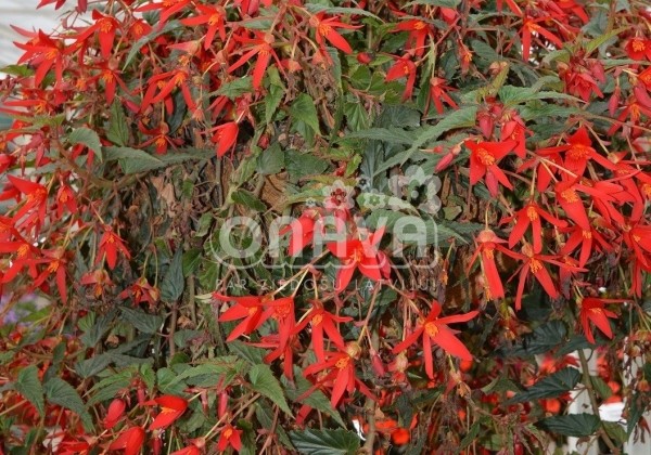 Begonia Sunbrero Basket Scarlet