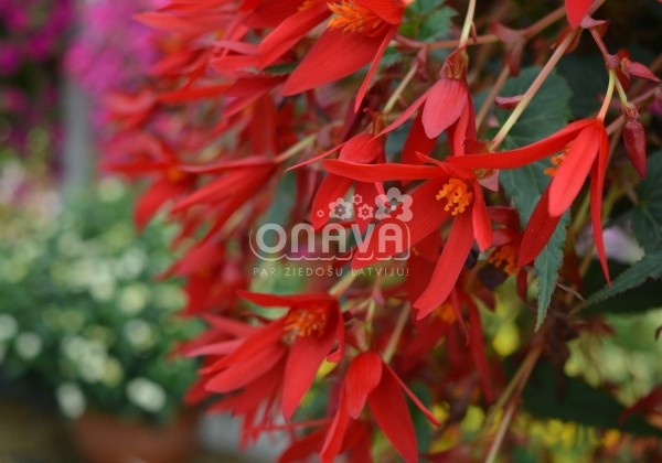 Begonia Sunbrero Basket Scarlet