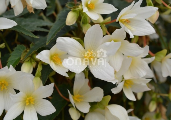 Begonia Sunbrero Basket White