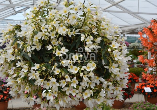 Begonia Sunbrero Basket White