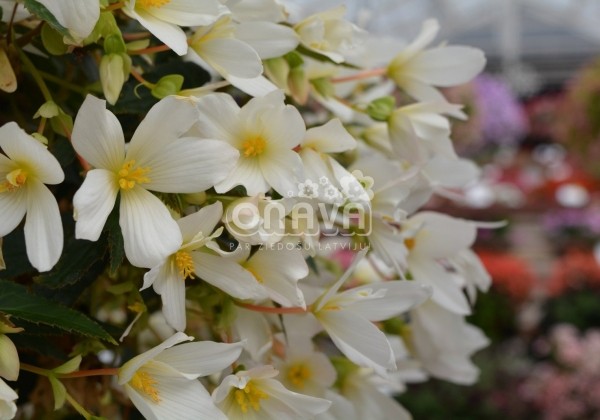 Begonia Sunbrero Basket White
