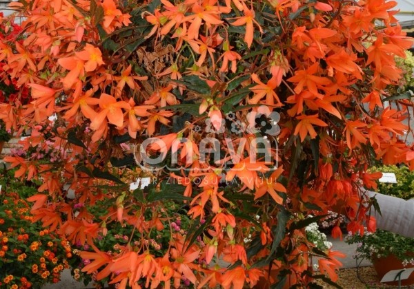 Begonia Sunbrero Basket Salmon