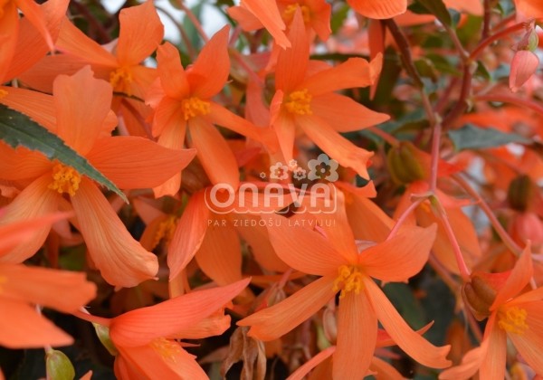Begonia Sunbrero Basket Salmon