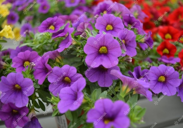 Calibrachoa hybrida PortuCal (Calicushion) Compact Blue (12cm)