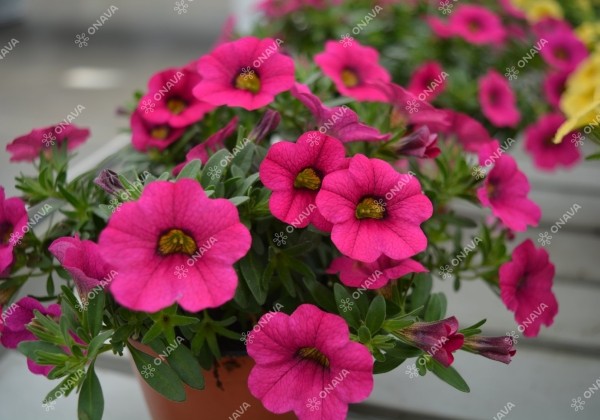 Calibrachoa hybrida PortuCal (Calicushion) Compact Pink (12cm)