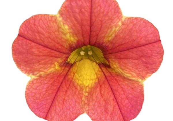 Calibrachoa hybrida PortuCal Patio Sunrise (12 cm)