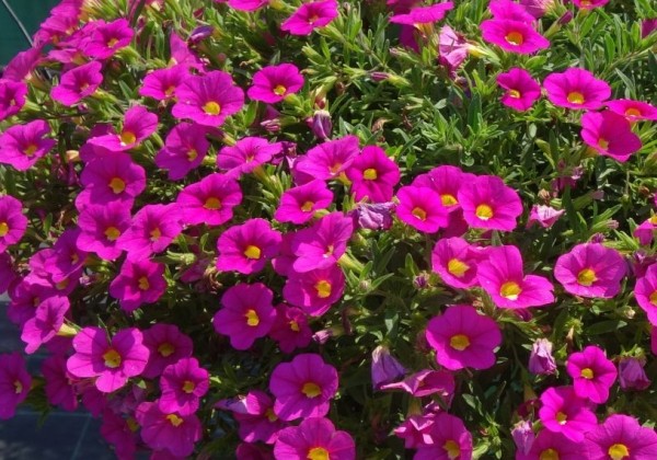 Calibrachoa hybrida PortuCal Trailing Pink (XXL)