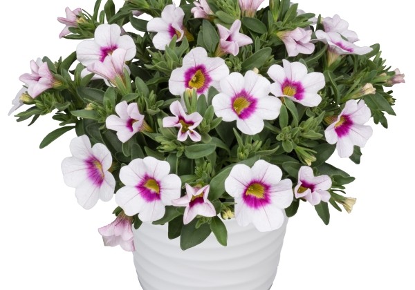 Calibrachoa hybrida PortuCal (Calicushion) Compact White Eye